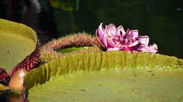 Gölette Pembe Nilüfer Çiçeği — Stok fotoğraf