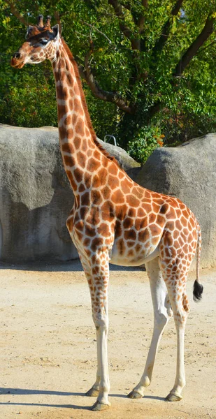 Zürafa Dünyadaki Uzun Kara Hayvanıdır Metreye Kadar Büyüyebilir Özellikle Akasya — Stok fotoğraf
