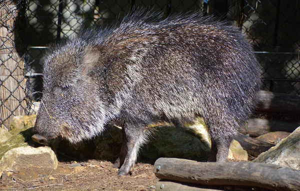 Ciervos Salvajes Zoológico — Foto de Stock