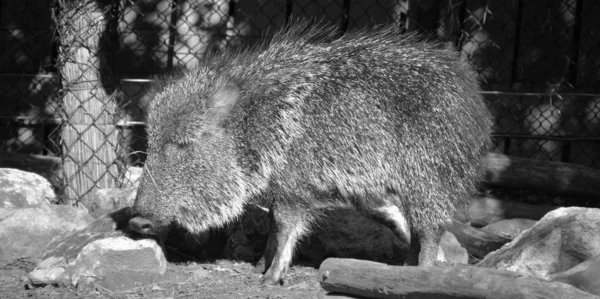 Cervos Pretos Jardim Zoológico — Fotografia de Stock