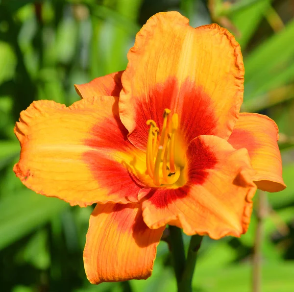 Hermosa Flor Naranja Jardín — Foto de Stock