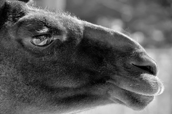 Lama Lama Glama Camelide Sudamericano Ampiamente Usato Come Animale Carne — Foto Stock