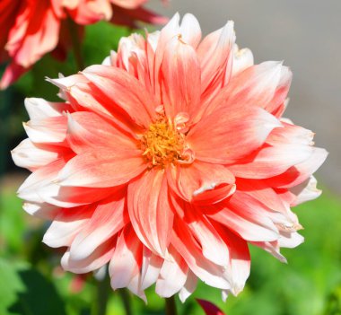Güzel Pembe Dahlia Çiçeğinin Kapanışı