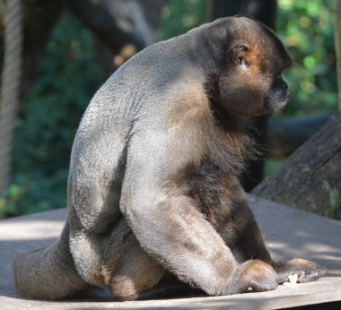 Hayvanat bahçesindeki bir gorilin portresi
