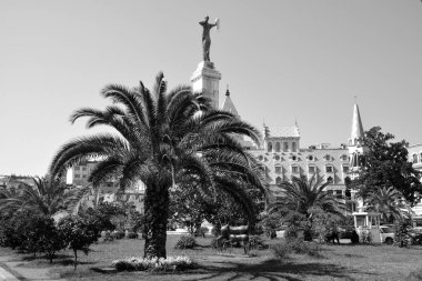 Parktaki palmiye ağacı.