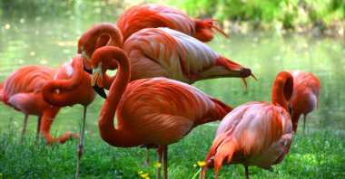 Flamingolar veya flamingolar Phoenicopteridae familyasından bir kuş türü. Amerika 'da dört flamingo türü ve Eski Dünya' da iki tür vardır..