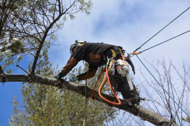 Adam parkta ağaca tırmanıyor.