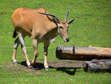Güney antilobu olarak da bilinen antilop, Doğu ve Güney Afrika 'da bulunan bir bozkır ve antiloptur. Bovidae familyasından Taurotragus familyasından bir kuş türü.