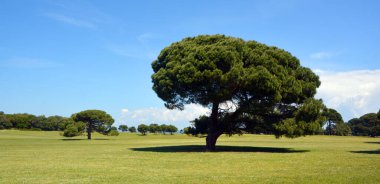 Çimlerin üzerinde tek bir ağaç