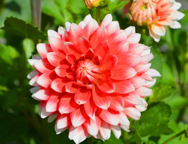 Doğada pembe-beyaz yıldız çiçeği