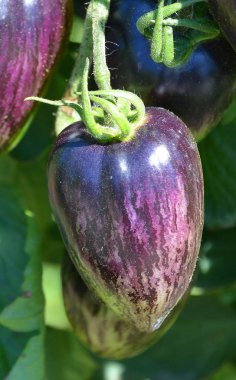 Bahçede mor çiçekler.