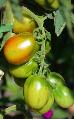 Bahçede taze yeşil elmalar