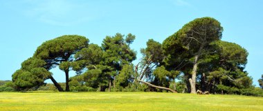 Yeşil Çimen ve Mavi Gökyüzü