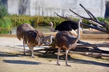 Devekuşu, Afrika 'ya özgü bir ya da iki büyük uçamayan kuş türüdür ve Struthio cinsinin yaşayan tek üyesidir..