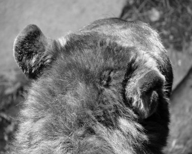 ormandaki yabani ayı.