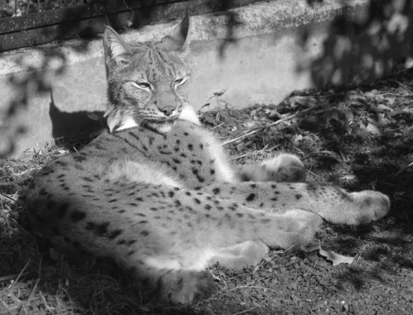 Leopardenlöwe Park — Stockfoto