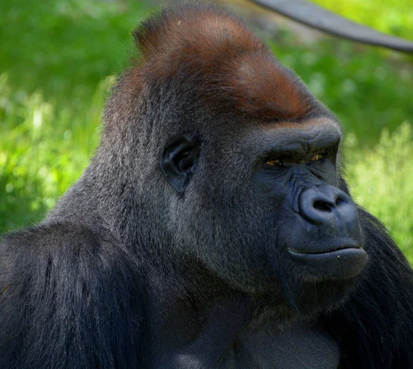 Silver Back Gorillas Ground Dwelling Predominantly Herbivorous Apes Inhabit Forests — Stock Photo, Image