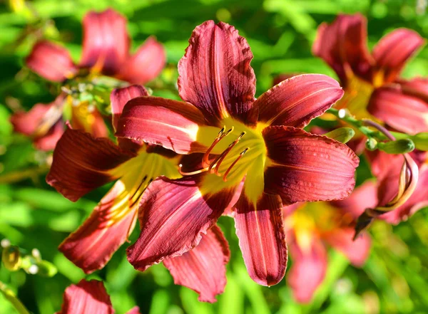 Daylily Czerwone Kwiaty Zbliżenie Zielone Liście Bokeh Tło Zewnątrz Ogród — Zdjęcie stockowe