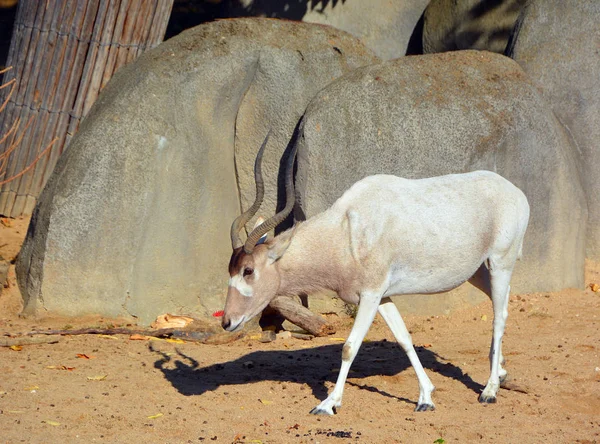 Scimitar Oryx Scimitar Horned Oryx Sahara Oryx Uma Espécie Oryx — Fotografia de Stock