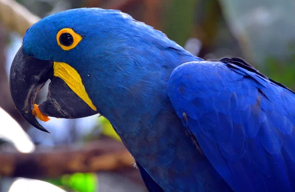 Blue Macaw Bird Park — Stock Photo, Image