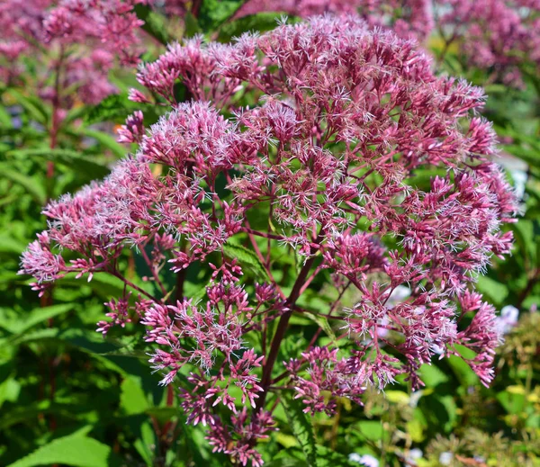 Pink Crepe Myrtle Blossom — Stock Photo, Image