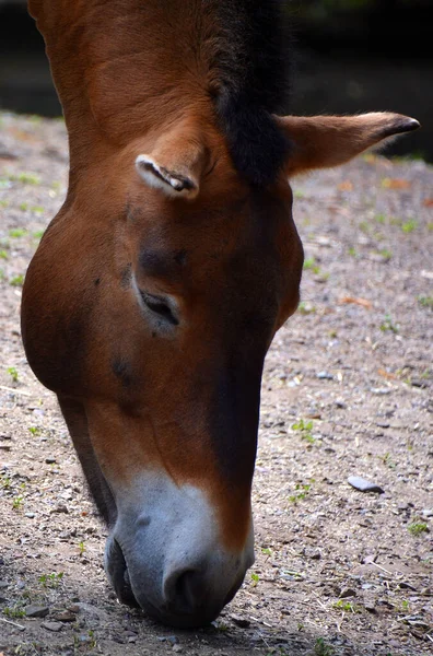 Portrét Koně Silnici — Stock fotografie