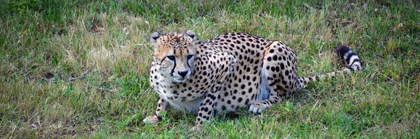 Chita Felino Grande Porte Que Habita Maior Parte África Parte — Fotografia de Stock