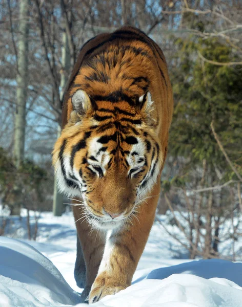 Тигр Panthera Ferris Самый Крупный Вид Кошек Третий Величине Сухопутный — стоковое фото