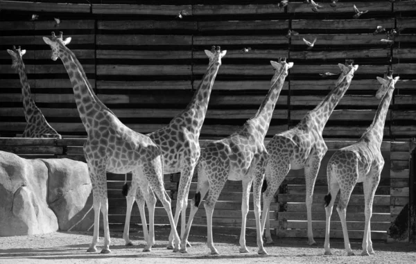Girafa Animal Terrestre Mais Alto Mundo Pode Crescer Até Metros — Fotografia de Stock