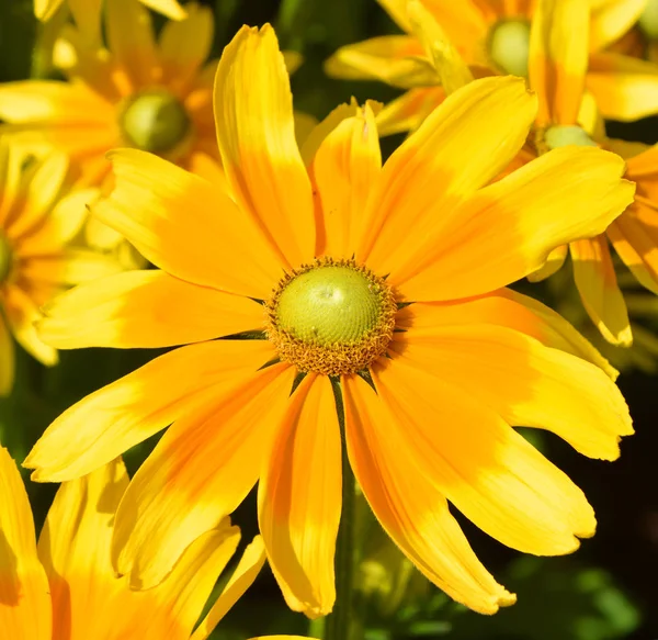 Φωτεινό Κίτρινο Λουλούδι Κατά Διάρκεια Του Καλοκαιριού — Φωτογραφία Αρχείου
