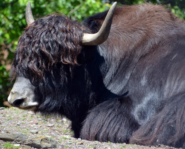 Yak Dlouhosrstý Skot Který Vyskytuje Celé Oblasti Himálaje Jižní Střední — Stock fotografie