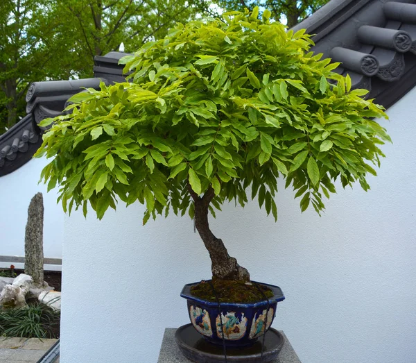 Árbol Verde Jardín Tradicional Chino — Foto de Stock