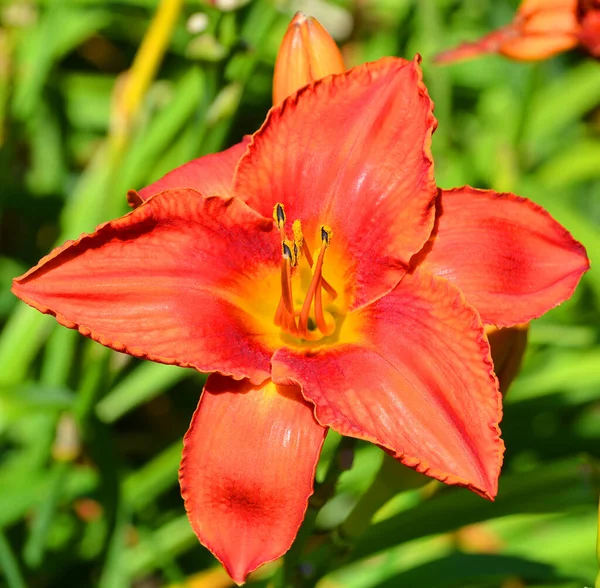 Kırmızı Zambak Hemerocallis Bahçeye Yakın Çekim — Stok fotoğraf