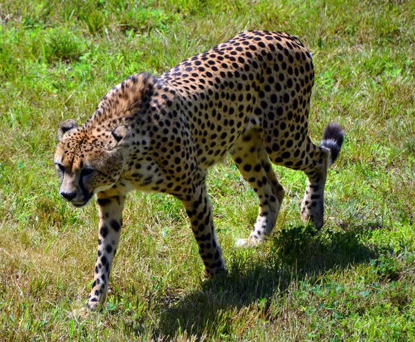 Gepard Velká Kočka Obývající Většinu Afriky Část Blízkého Východu Gepard — Stock fotografie