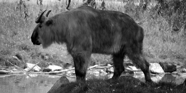 Cow Wild National Park — Stock Photo, Image