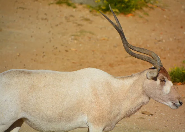 Scimitar Oryx Scimitar Horned Oryx Sahara Oryx Uma Espécie Oryx — Fotografia de Stock