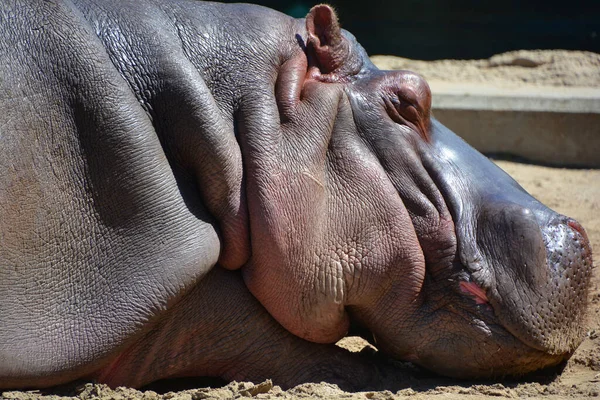 Hippopotame Hippopotamus Amphibius Hippo Grec Ancien Pour Cheval Rivière Est — Photo