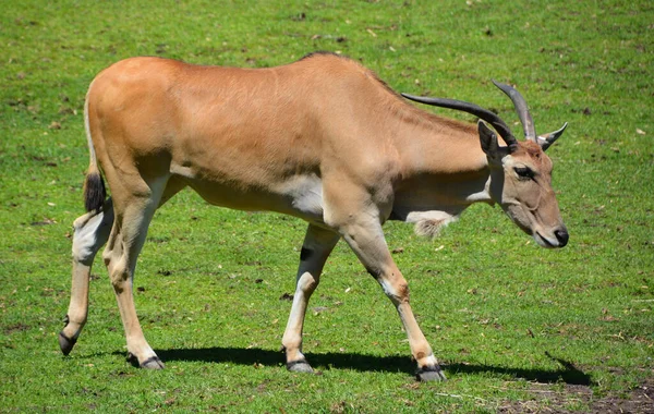 Das Gemeinsame Land Auch Als Das Südliche Elend Oder Elandantilope — Stockfoto