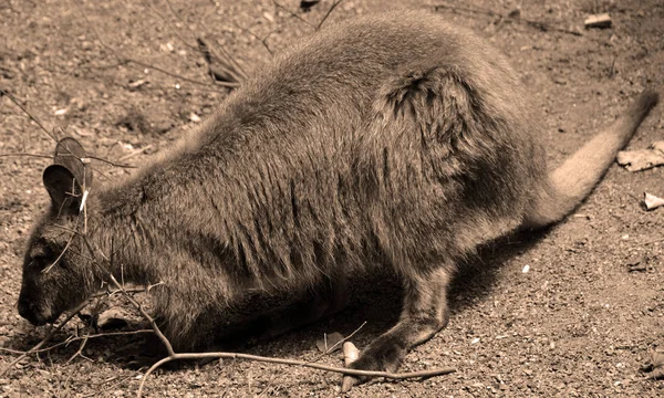 Dzikie Zwierzę Zoo — Zdjęcie stockowe