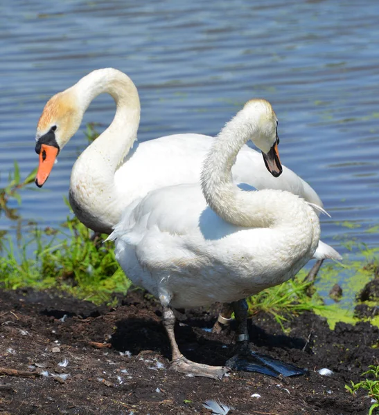 Dois Cisne Branco Lagoa — Fotografia de Stock
