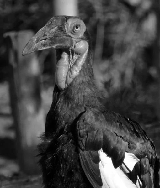 Южный Земляной Рогоклюв Bucorvus Leadbeateri — стоковое фото