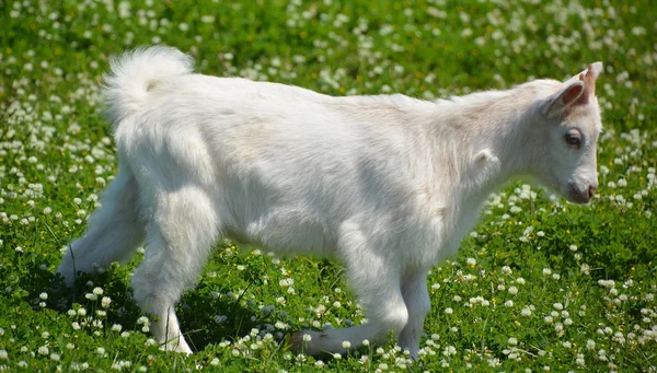 Uma Cabra Branca Bonito Uma Grama Verde — Fotografia de Stock