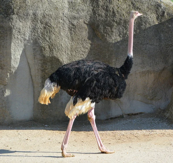 Struthio Een Geslacht Van Vogels Uit Familie Struisvogels Struthio Het — Stockfoto