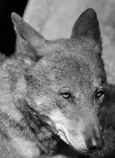 Cão Selvagem Fechar Parque — Fotografia de Stock