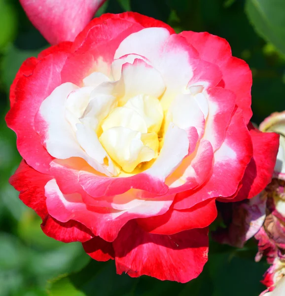 Rose Close Green Garden — Stock Photo, Image
