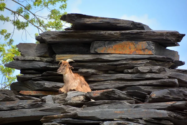 Tahrs Una Grandes Ungulados Asiticos Artiodctilos Relacionados Con Cabra Silvestre — Stok fotoğraf