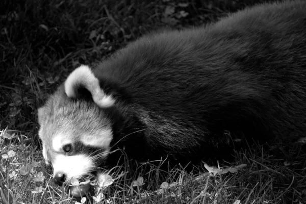 Panda Rouge Dans Parc — Photo
