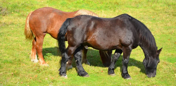 Pâturage Des Chevaux Dans Les Pâturages Automne — Photo