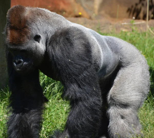 Stříbrné Gorily Jsou Pozemní Převážně Býložravé Opice Které Obývají Lesy — Stock fotografie