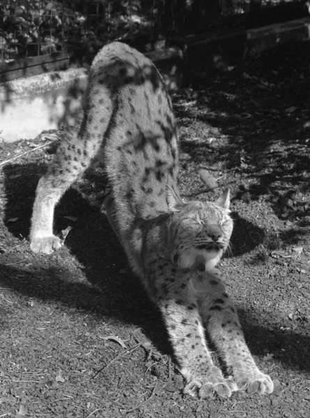 Leopardo Leão Parque — Fotografia de Stock
